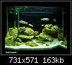         

:  malawi mbuna 3.jpg
:  1161
:  163,2 KB