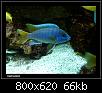         

:  malawi mbuna 4.jpg
:  739
:  66,2 KB