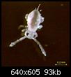         

:  springtail.jpg
:  300
:  92,5 KB