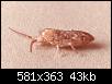         

:  Springtail%20adult.jpg
:  359
:  43,4 KB