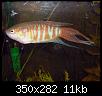         

:  Paradisefish-1.jpg
:  272
:  11,0 KB