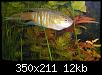         

:  Paradisefish-2.jpg
:  243
:  12,5 KB