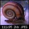         

:  Ramshorn Snail1.jpg
:  523
:  2,2 KB