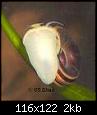         

:  Ramshorn Snail2.jpg
:  284
:  2,3 KB