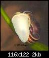         

:  Ramshorn Snail2.jpg
:  216
:  2,3 KB