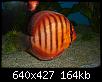         

:  disc1.jpg
:  356
:  164,3 KB