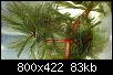         

:   Myriophyllum spicatum.jpg
:  1143
:  82,6 KB