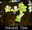         

:      Spirodella polyrhiza.jpg
:  1055
:  72,3 KB