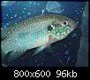         

:  jwel blue33.jpg
:  3236
:  95,9 KB