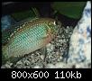         

:  jwel orange66.jpg
:  3132
:  109,7 KB
