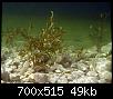         

:  Potamogeton-lucens-3.jpg
:  642
:  49,2 KB