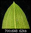         

:  Potamogeton-lucens-4.jpg
:  599
:  62,0 KB