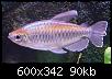         

:  Congo600x342.JPG
:  531
:  89,5 KB