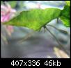         

:  microsorium pteropus448x281_2.JPG
:  285
:  46,2 KB