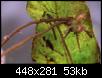         

:  microsorium pteropus448x281_1.JPG
:  183
:  53,2 KB