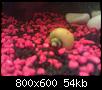         

:  snail (Medium).jpg
:  375
:  54,3 KB