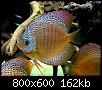         

:  discus04.JPG
:  530
:  162,2 KB