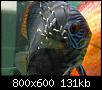        

:  9.jpg
:  472
:  130,7 KB