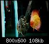         

:  10.jpg
:  428
:  107,8 KB
