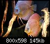         

:  discus03.JPG
:  484
:  144,8 KB