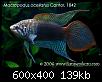         

:  Macropodus-ocellatus.jpg
:  488
:  139,0 KB