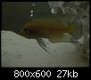         

:  DSCN0487.jpg
:  832
:  27,0 KB