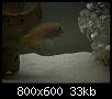         

:  DSCN0540.jpg
:  352
:  33,0 KB