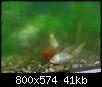         

:  Fish5.jpg
:  324
:  40,5 KB
