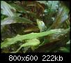         

:  crypt_disease1.JPG
:  528
:  222,4 KB