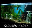         

:  aquarium 004.jpg
:  609
:  142,3 KB