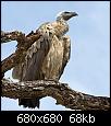         

:  vulture.jpg
:  323
:  67,6 KB
