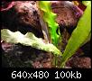         

:  Aponogeton.jpg
:  337
:  100,2 KB