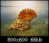         

:  025 - Wallpapers underwater    - .jpg
:  697
:  66,1 KB