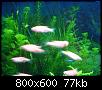         

:  DSC01369.jpg
:  692
:  76,7 KB