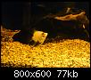         

:  DSC00201.jpg
:  239
:  76,8 KB