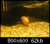         

:  DSC00197.jpg
:  228
:  61,6 KB