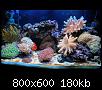         

:  reef1.jpg
:  509
:  180,5 KB