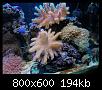         

:  reef2.jpg
:  435
:  193,6 KB