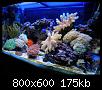         

:  reef3.jpg
:  454
:  174,9 KB