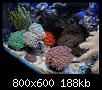         

:  reef4.jpg
:  408
:  187,7 KB