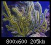         

:  reef5.jpg
:  392
:  204,7 KB