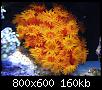         

:  reef6.jpg
:  409
:  159,7 KB
