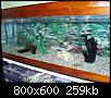         

:  my 2nd aquarium(b).jpg
:  1555
:  259,2 KB
