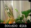         

:   2009 004.jpg
:  447
:  41,5 KB