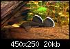         

:  Ancistrus_blueseam_1[1].jpg
:  180
:  19,5 KB