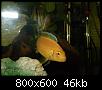         

:  P5060019.jpg
:  260
:  45,9 KB