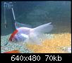         

:  052309014702_1.jpg
:  341
:  69,5 KB