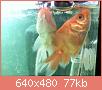         

:  052809225941_5.jpg
:  294
:  77,1 KB