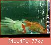         

:  052809230530_5.jpg
:  261
:  77,4 KB