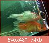         

:  052809230605_5.jpg
:  271
:  74,0 KB